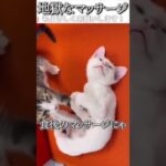 猫のおもしろ動画にツッコミどころ満載なアフレコしてみた＃147【マッサージ】【ハプニング映像】#shorts　#アフレコ #面白動画