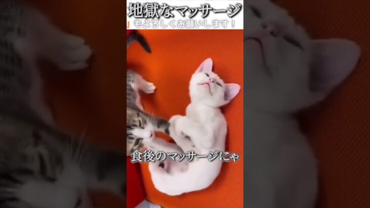 猫のおもしろ動画にツッコミどころ満載なアフレコしてみた＃147【マッサージ】【ハプニング映像】#shorts　#アフレコ #面白動画