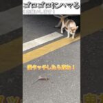 猫のおもしろ動画にツッコミどころ満載なアフレコしてみた＃150【ごろごろ】【ハプニング映像】#shorts　#アフレコ #面白動画