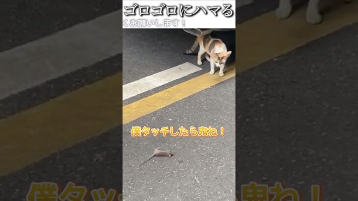 猫のおもしろ動画にツッコミどころ満載なアフレコしてみた＃150【ごろごろ】【ハプニング映像】#shorts　#アフレコ #面白動画