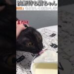 猫のおもしろ動画にツッコミどころ満載なアフレコしてみた＃151【油断】【ハプニング映像】#shorts　#アフレコ #面白動画