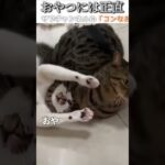 猫のおもしろ動画にツッコミどころ満載なアフレコしてみた＃154【おやつ】【ハプニング映像】#shorts　#アフレコ #面白動画