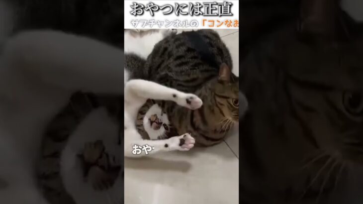 猫のおもしろ動画にツッコミどころ満載なアフレコしてみた＃154【おやつ】【ハプニング映像】#shorts　#アフレコ #面白動画