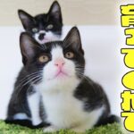 あのよちよち歩きをしていた子猫達が2ヵ月でついに‥🐈🐈立派な猫になってくれてパパは嬉しいです😊【仲良し子猫姉妹の成長記録】