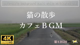 猫と散歩 20240815朝【癒しの風景＆睡眠導入のための不眠症用BGM】Relaxing ASMR music and cat walk & countryside for insomniacs