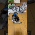 生後22日目。子猫の扱いが雑だけど父猫なりの子育て。#アメショ#アメリカンショートヘア#子猫#cat#cats#父猫の子育て#猫のいる暮らし#猫のいる生活