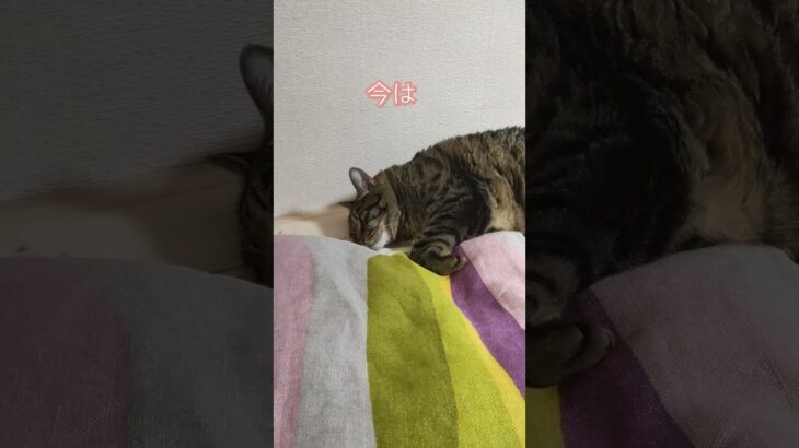 #かわいい猫 #変身#8.5キロ#6歳#ほのぼの #のんびり#眠り猫#ほっこり#癒し#保護猫