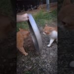 Cats Battles 🤜💥🤛#funny #funnycats #meow #cat  #cats #猫 #おもしろ動画