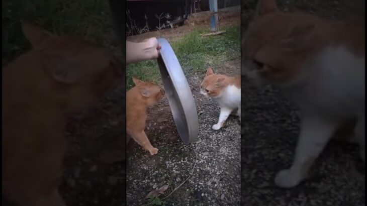 Cats Battles 🤜💥🤛#funny #funnycats #meow #cat  #cats #猫 #おもしろ動画