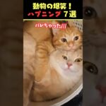 Instagramで9.3億回バズった動物ハプニング動画7選！7Animal Happenings Videos That Got 930 Million Buzz on Instagram!#犬#猫