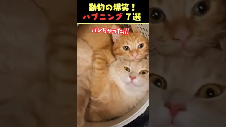 Instagramで9.3億回バズった動物ハプニング動画7選！7Animal Happenings Videos That Got 930 Million Buzz on Instagram!#犬#猫