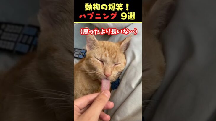 SNSで6.3億回バズった動物ハプニング動画9選！9Animal Happenings Videos That Got 630 Million Buzz on SNS!#犬#猫#動物#ペット