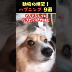 Xで7.2億回バズった動物ハプニング動画9選！9 Animal Happenings Videos That Got 720 Million Buzz on X!#犬#猫#動物#ペット