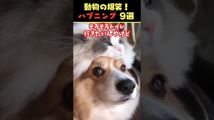 Xで7.2億回バズった動物ハプニング動画9選！9 Animal Happenings Videos That Got 720 Million Buzz on X!#犬#猫#動物#ペット