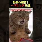 Xで9.3億回バズった動物ハプニング動画8選！8Animal Happenings Videos That Got 930 Million Buzz on X!#犬#猫#動物#ペット