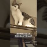 どこにも登りたがってた子猫時代 #cat #レオちゃん #猫のいる暮らし