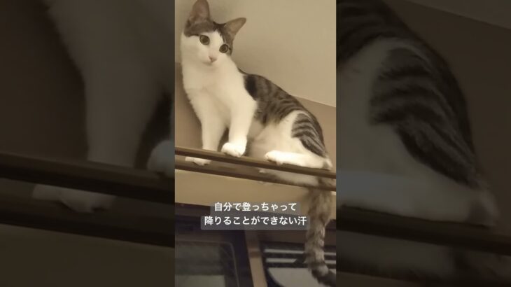 どこにも登りたがってた子猫時代 #cat #レオちゃん #猫のいる暮らし