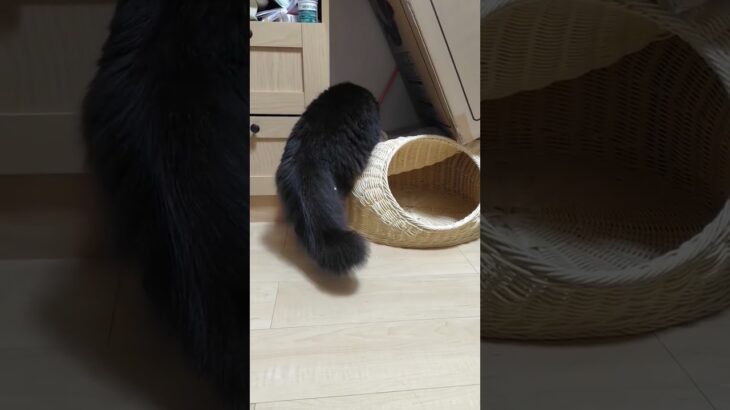 隠したおもちゃを回収しようとする黒猫#かわいい猫 #cat #もふもふ #甘えん坊猫