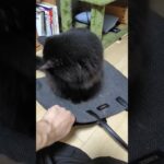 飼い主のカバンをぺちゃんこにする黒猫#かわいい猫 #cat #もふもふ #甘えん坊猫