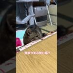 かまぼこを食べるかもしれない猫#cat #癒し系猫 #猫のいる暮らし #ねこの日常 #元野良猫 #保護猫