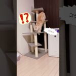 キャットタワーでハプニング👀⁉️  #ねこ動画 #猫#cat #マンチカン#マンチカン短足#ねこのいる生活