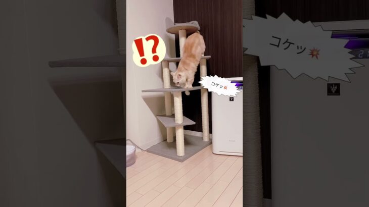 キャットタワーでハプニング👀⁉️  #ねこ動画 #猫#cat #マンチカン#マンチカン短足#ねこのいる生活