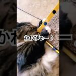 かわぴぃー猫🐈#cat #猫動画 #保護猫 ＃キジトラ猫 #かわいい