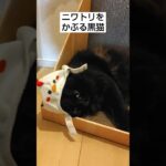 ニワトリをかぶる黒猫#かわいい猫 #cat #もふもふ #甘えん坊猫