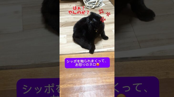 やられっぱなしじゃいられない！猫パンチ連打！！#猫#かわいい#猫パンツ#スコティッシュホールド#家猫#cat #animals