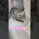 【猫ライフ】本日のご報告を、、、#cat #ねこ #癒し #animals