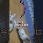 お下がりのオモチャ気に入った#cat #保護猫 #babycat #子猫 #shorts