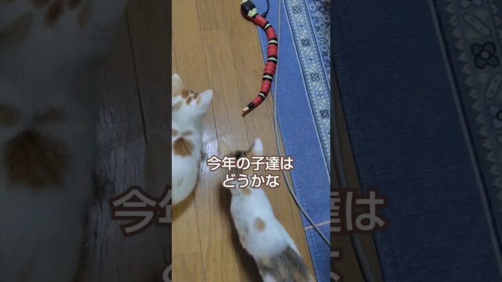 お下がりのオモチャ気に入った#cat #保護猫 #babycat #子猫 #shorts