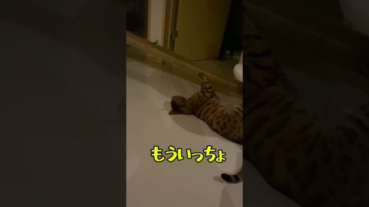 真夜中の運動会🐈#猫 #猫のいる暮らし #癒やされる #ベンガル #cat #bengalcat #cute #ベンガル猫 #おもしろ #おもしろい猫