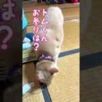 【猫和尚のお参り】予期せぬハプニングが起こるものです #cat #cute