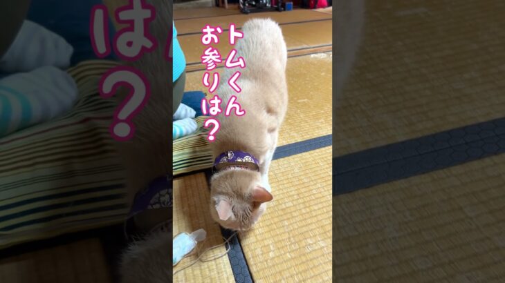 【猫和尚のお参り】予期せぬハプニングが起こるものです #cat #cute