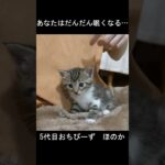 催眠術にかかってしまった子猫 #cat #ねこ #保護猫 #shorts