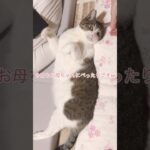 【いつも一緒】 #kawaii #推し活 #猫のいる暮らし #ねこ #shorts #shortvideo #ねこ #もふもふ #猫かわいい #コレサワ #catstagram #catvideos