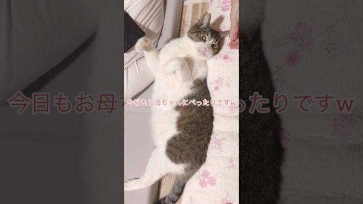 【いつも一緒】 #kawaii #推し活 #猫のいる暮らし #ねこ #shorts #shortvideo #ねこ #もふもふ #猫かわいい #コレサワ #catstagram #catvideos