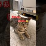 パンチちゃん暑くてたまらん…#short#japan#cat#猫#ねこ#猫#猫パンチ#猫動画#野良猫#癒し#ショート#動画#おもしろ#夏休み#夏