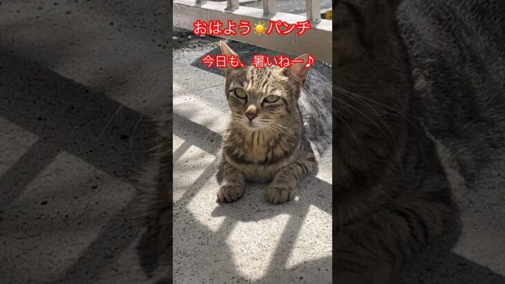 パンチの朝ごはん#short#japan#cat#野良猫#猫#ねこ#癒し#おすすめ#おもしろ#ショート#夏#夏休み