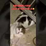 おっちゃんの顔おもしろい#short#japan#cat#猫パンチ #cat#癒し#猫#ねこ#おもしろ#猫動画#日本#cat