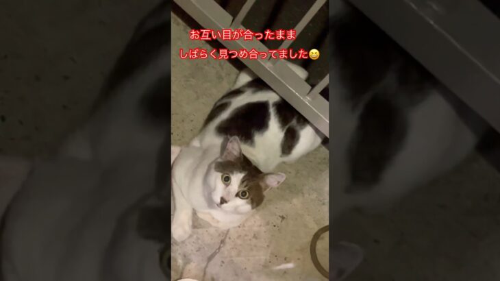 おっちゃんの顔おもしろい#short#japan#cat#猫パンチ #cat#癒し#猫#ねこ#おもしろ#猫動画#日本#cat