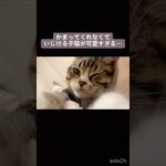 世界一かわいい子猫のいじけ方　#shorts