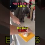 可愛すぎる猫ちゃん大集合！#shorts #かわいい #癒し