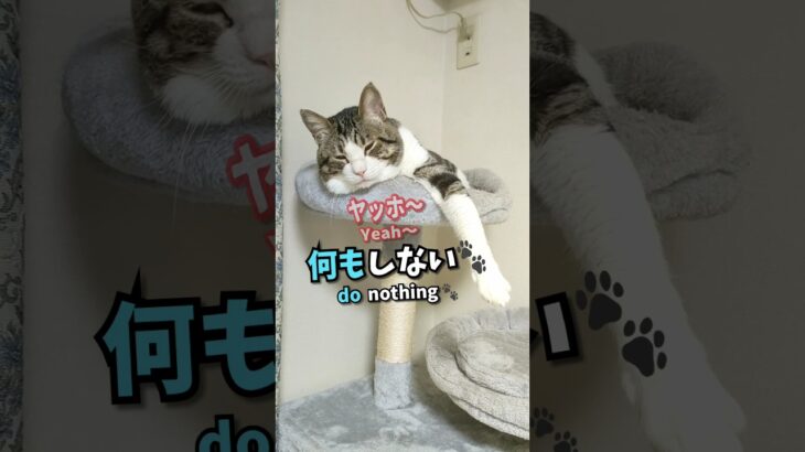 ニャにもしない猫😽🐾  #shorts #猫 #funnycat