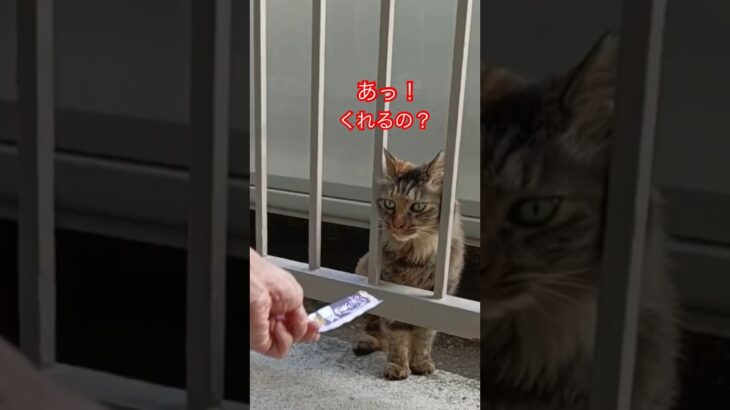 ゴージャス、チュールに夢中#short#shorts#japan#cat#野良猫#ねこ#猫動画#猫#癒し#ショート#おすすめ#おもしろ#動画#動物#ちゅーる