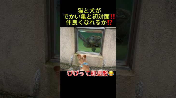 亀と初対面した猫犬が面白い🤣🤣🤣#水族館#爆笑#ペット ペット