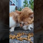 カリカリデビュー間もない子猫も一生懸命食べてます