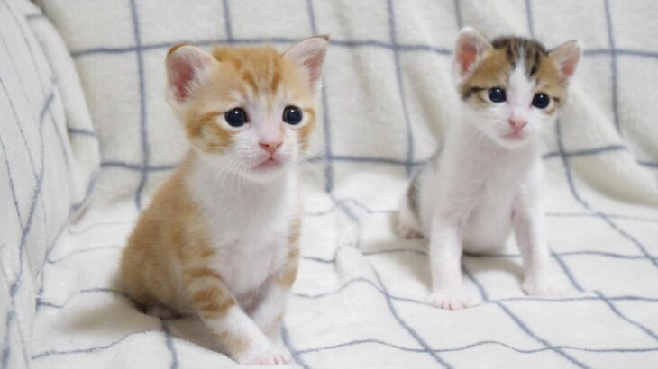 炎天下の中で保護された子猫の姉弟のご紹介ライブ【赤ちゃん猫　保護猫】