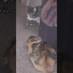 方言をしゃべる猫たち１　ナルシストな猫… 他.